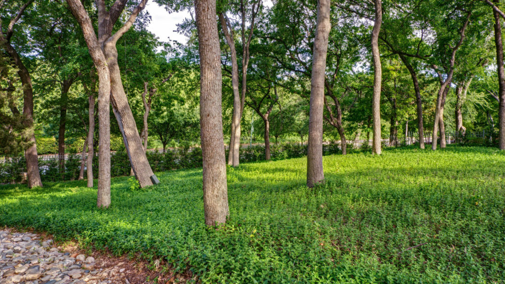 Tree Care Tulsa 5
